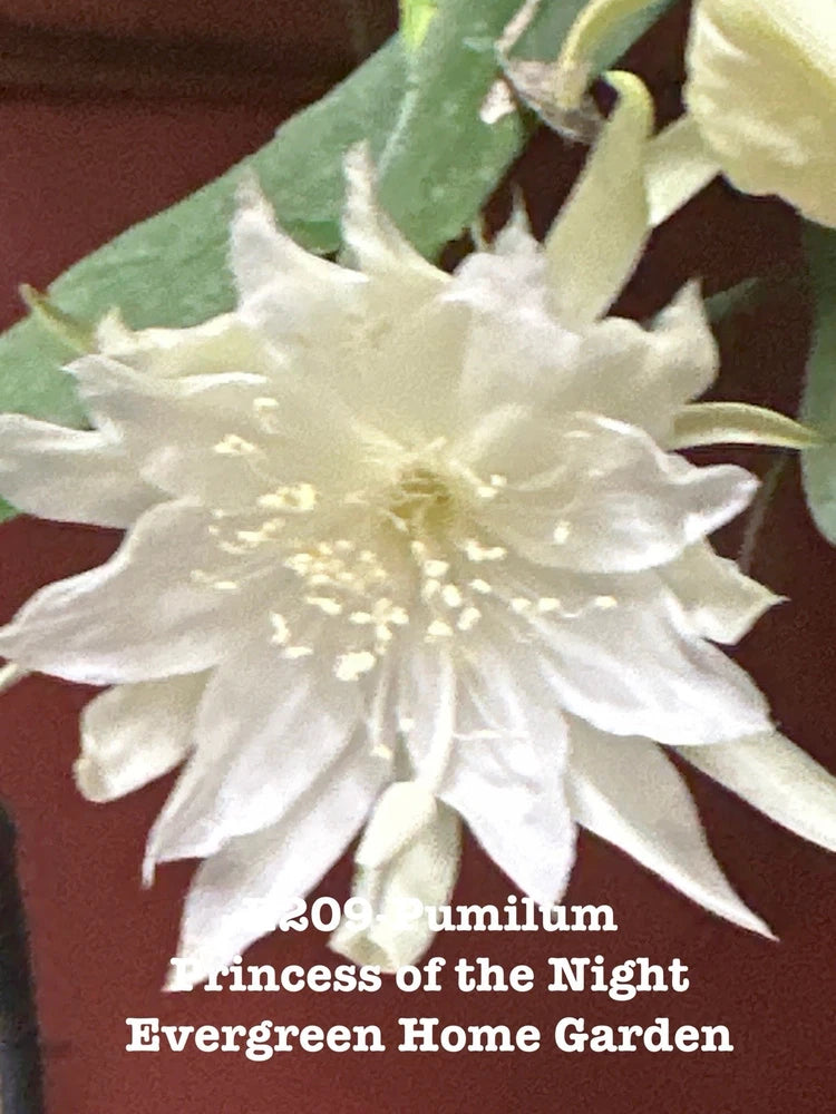 White Epiphyllum orchid cactus flower in a small 4-inch starter growing pot