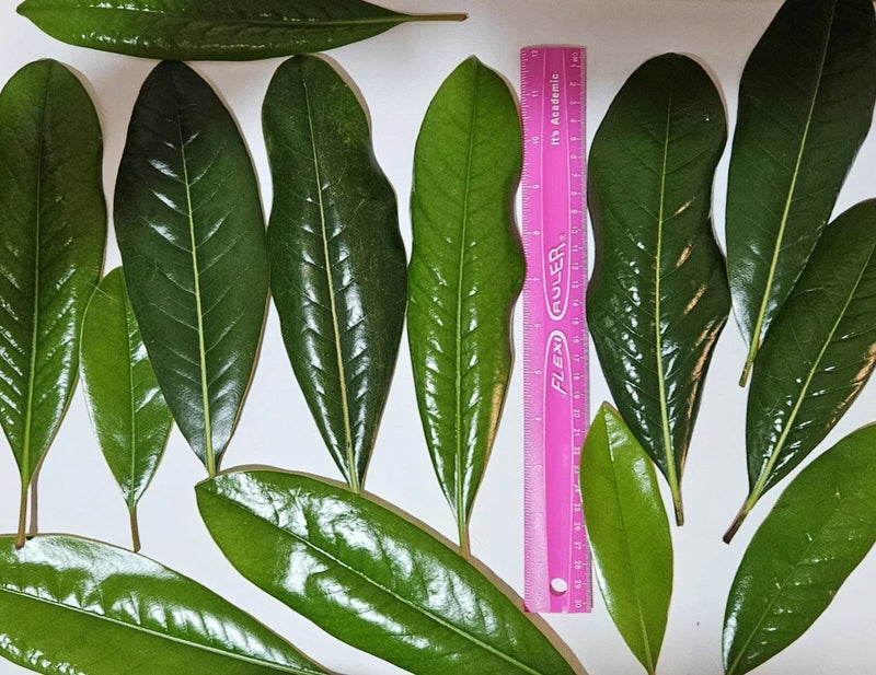 70 Magnolia Leaves Of Assorted Sizes Green Plant