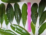 70 Magnolia Leaves Of Assorted Sizes Green Plant