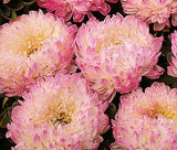 ASTER PAEONY DUCHESS APRICOT Callistephus Chinensis - 100 Bulk Seeds Garden Plants