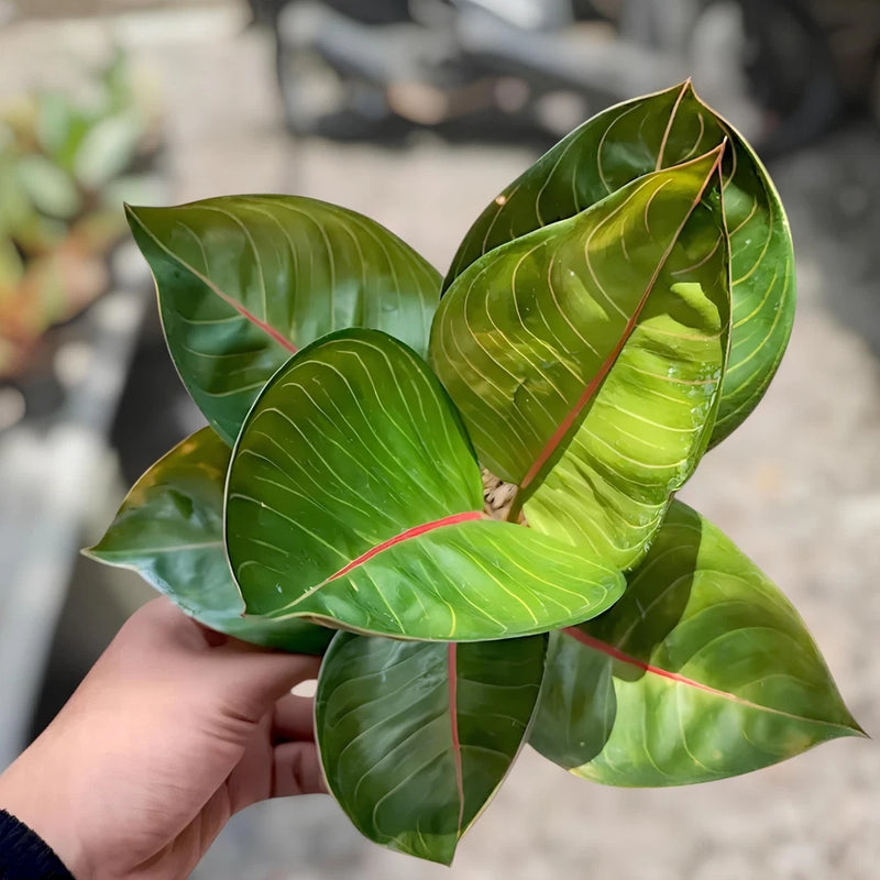 Green Aglaonema plant with glossy leaves and lime-green vein stripes