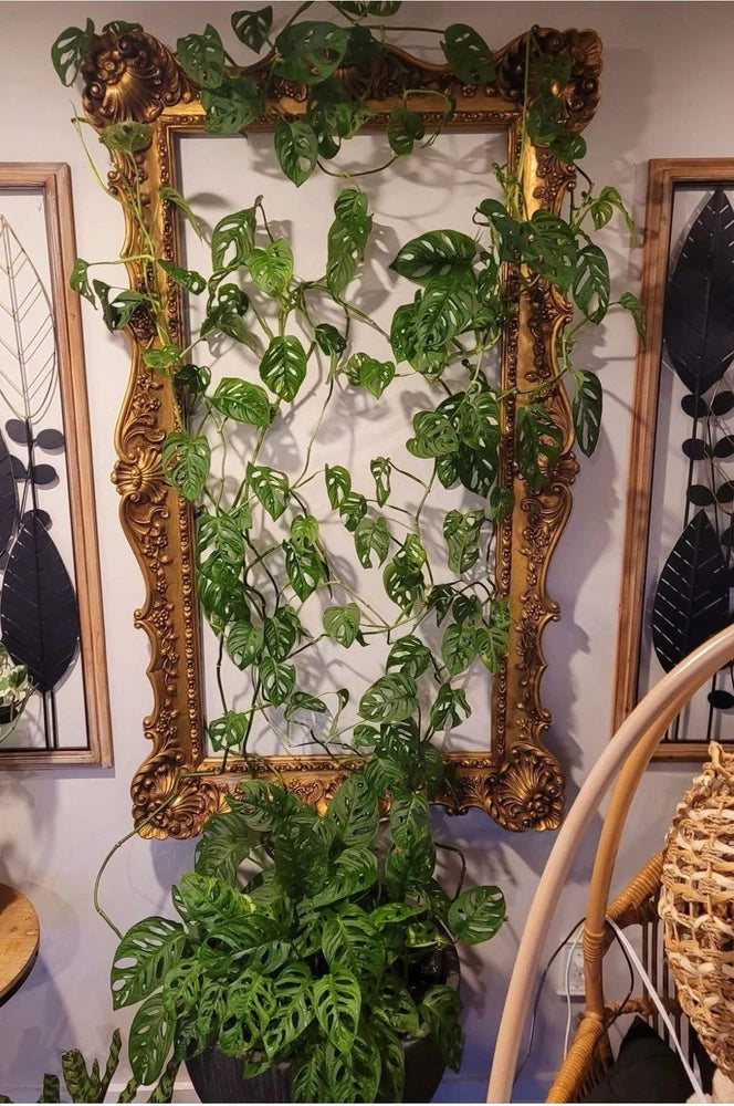 Monstera adansonii Cuttings With Roots And Pot Orchids