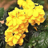12 Crossandra Tropic Yellow Splash Houseplant Seeds Flowering Plants