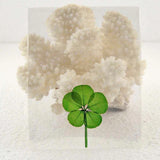 Good Luck Pressed and Preserved 5 Leaf Clover in Cello Sleeve Dried Flower