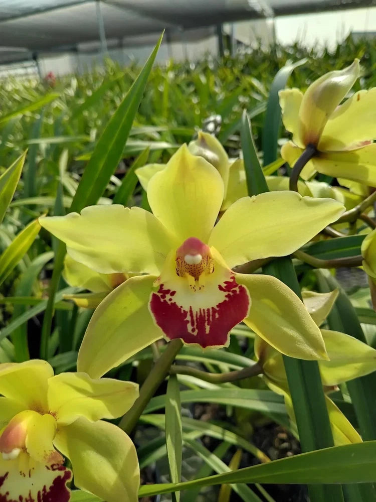 Cymbidium orchid in 5-inch pot, yellow flowers with red-spotted center and green leaves