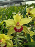 Cymbidium Barrita Metal '#1'. 5" Pot Orchids