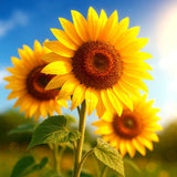 25+ STRIPED SUPER TALL SUNFLOWER SEEDS __ | GIANT STRIPED ¥ HEIRLOOM | FREE SHIP Sunflower