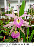 Bc Playa Herradura, blooming size seed grown orchid hybrid in 4.5