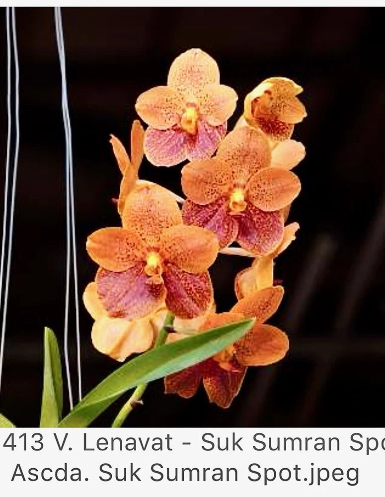 V. Lenavat - Suksamran Spot_ Asca. Suksamran Spot   Orchids Seedling Orchids