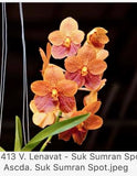 V. Lenavat - Suksamran Spot_ Asca. Suksamran Spot   Orchids Seedling Orchids