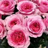 Live Bare Root Rose Plant Ð Premium Garden Variety, Fragrant Blooms New Garden Plants