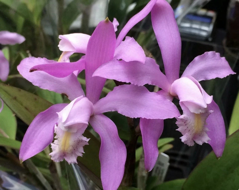 Cattleya orchid flowers, purple petals with white fringed lip, potted bloom
