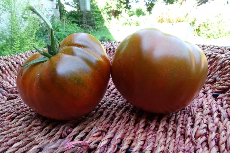 Calavados - luscious bronze tomatoes bred in Ukraine Garden Plants