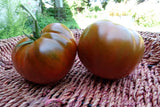 Calavados - luscious bronze tomatoes bred in Ukraine Garden Plants