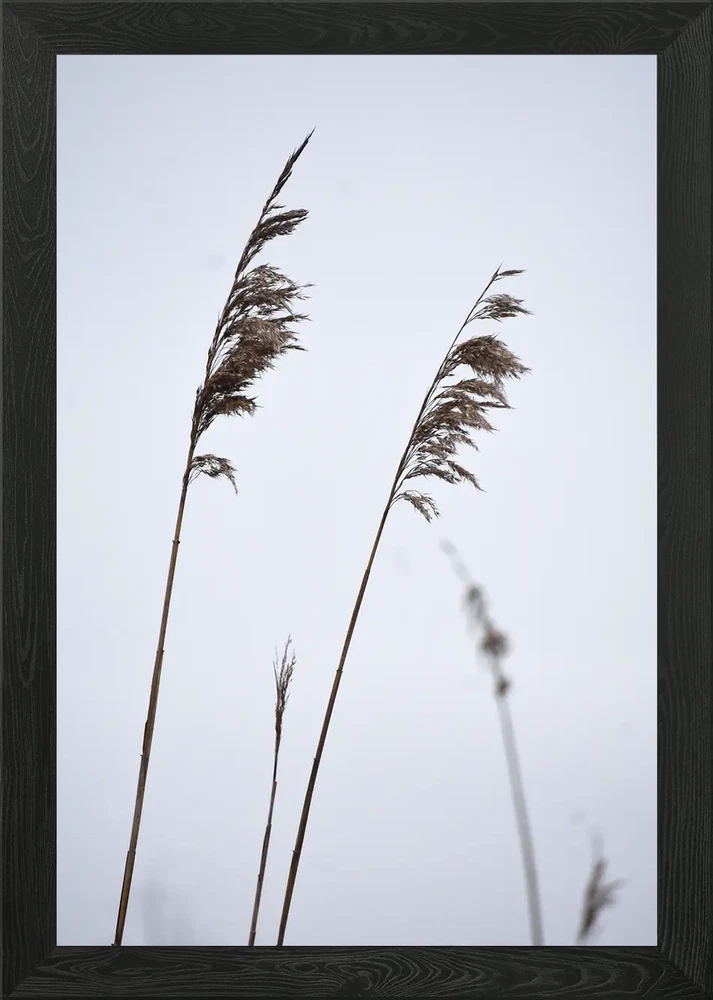 Pampas Grass III Framed Wall Art Poster Canvas Print Picture Pampas Grass