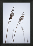 Pampas Grass III Framed Wall Art Poster Canvas Print Picture Pampas Grass