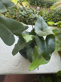 Hemionitis arifolia Plant Orchids