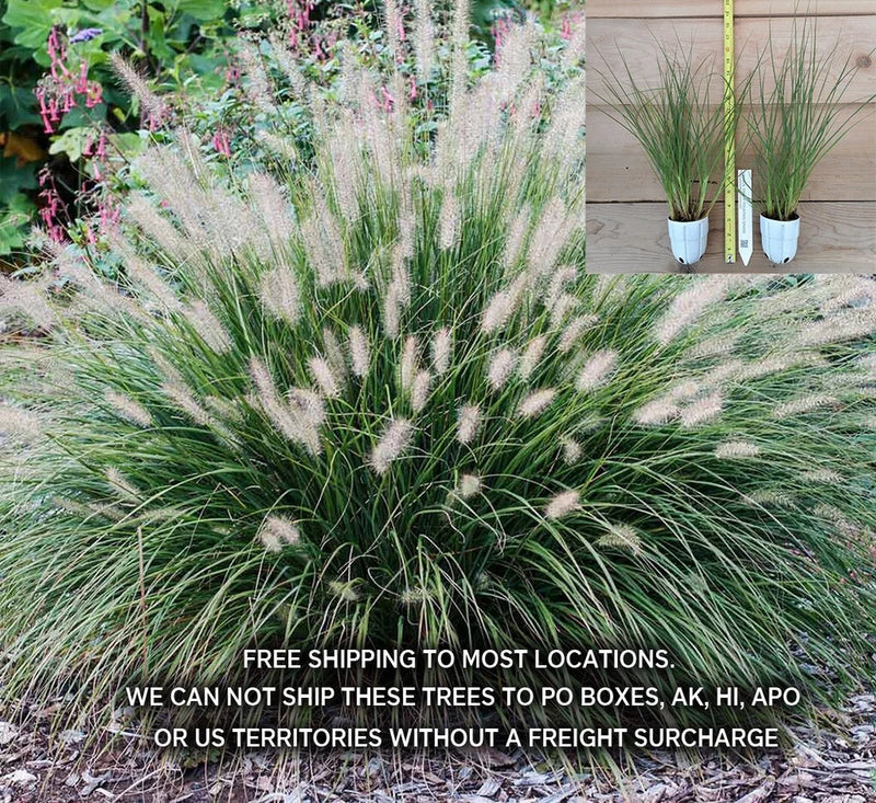 Hameln Dwarf Fountain Grass (Pennisetum alopecuroides 'Hameln') Easy Care Grass Pampas Grass