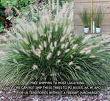 Hameln Dwarf Fountain Grass (Pennisetum alopecuroides 'Hameln') Easy Care Grass Pampas Grass