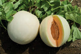 HONEY DEW ORANGE FLESH CANTALOUPE 50 SEEDS FRESH FOR GARDENS Garden Plants