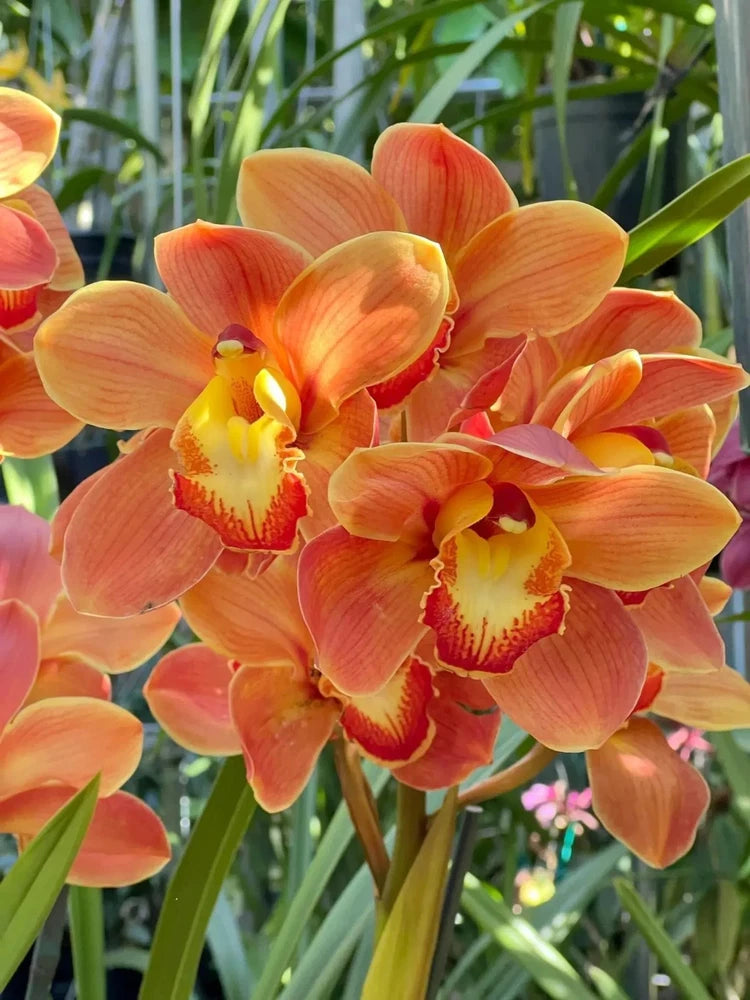 Orange cymbidium orchid cluster with striped yellow-red lips
