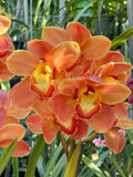 Cymbidium Barrita Thunder 'Golden Orange' ~  1 1/2 Gallon Pot Orchids