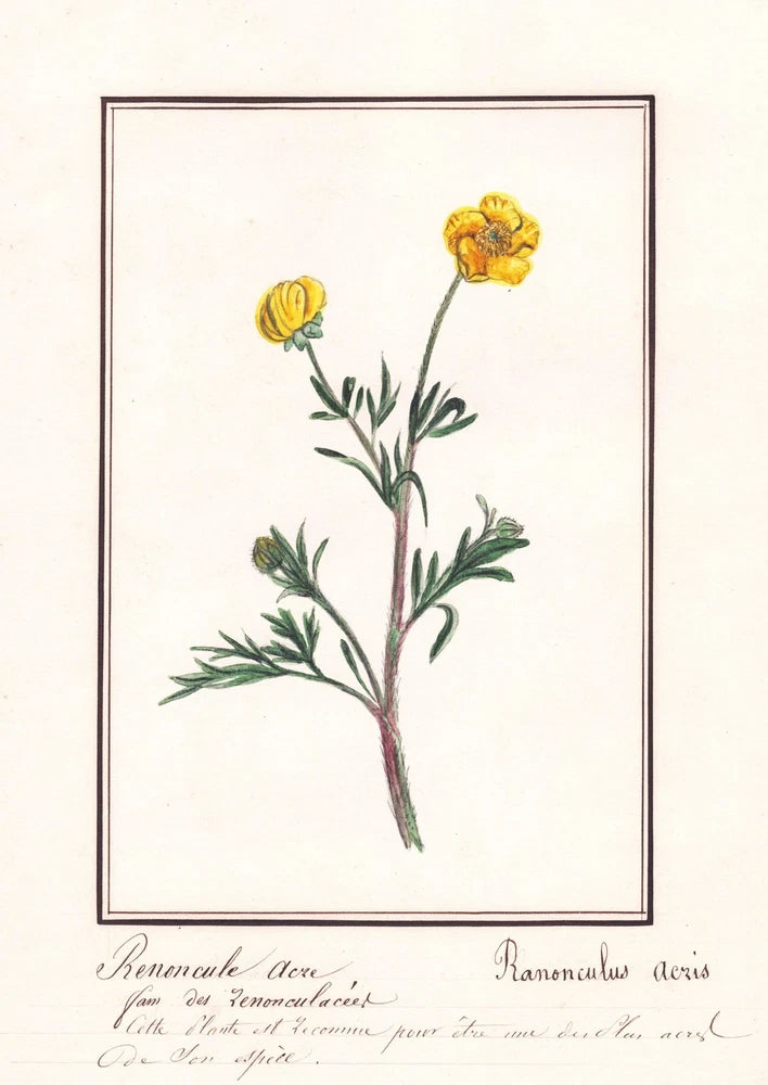 Crowfoot Ranunculus acris flower botany botany watercolor drawing 1830 Ranunculus