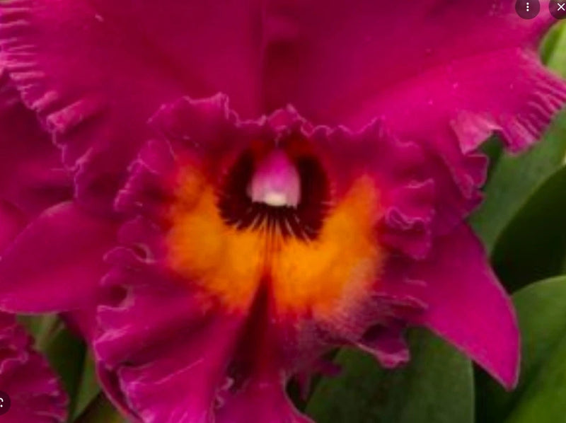 Fragrant orchid flower with magenta ruffled petals and yellow-orange center