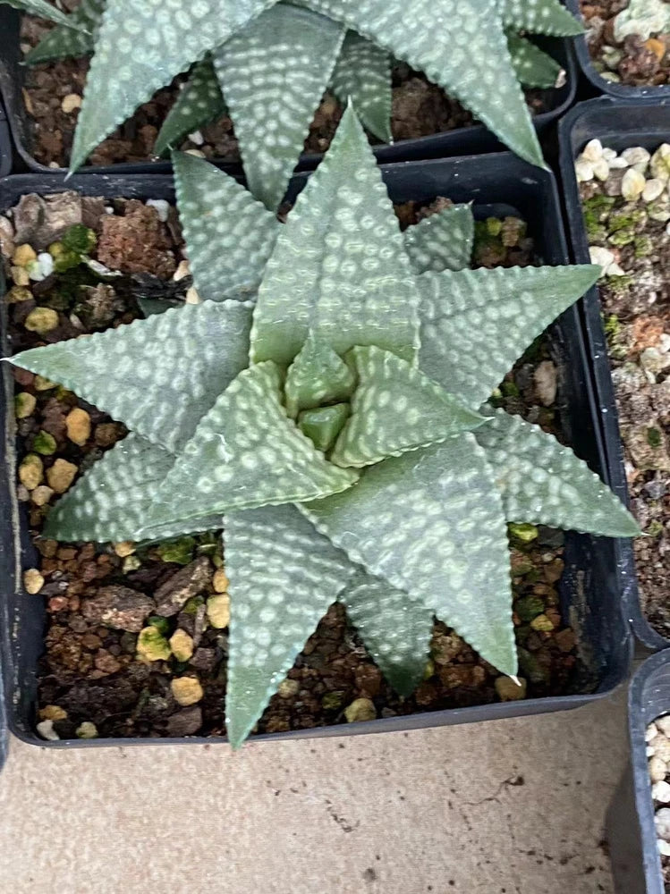 Haworthia RareSucculent cactus Plant Garden DŽcor Boutique 10-12CM Garden Plants