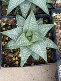 Haworthia RareSucculent cactus Plant Garden DŽcor Boutique 10-12CM Garden Plants