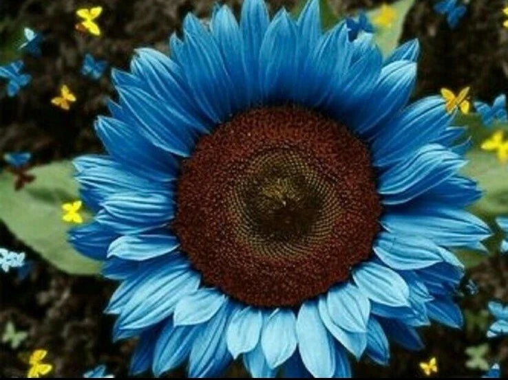 28 days Bright Blue Sunflower Seeds Plants Garden 50+ Pack fast grow rare seeds Garden Plants