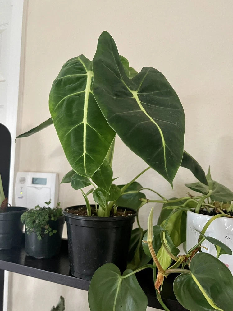 Large alocasia plant in black pot with broad green leaves and pale vein patterns