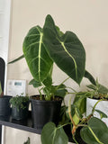 Alocasia micholitziana In Pot, Large Size, indoor or outdoor, easy maintenance Orchids