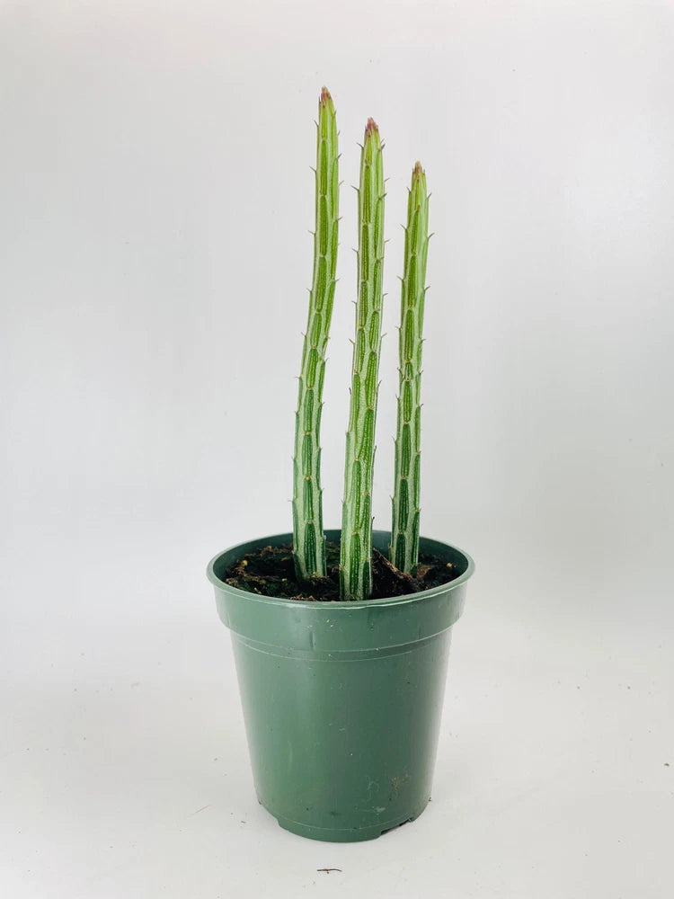 Succulent cactus-like plant in green plastic pot with upright green stems