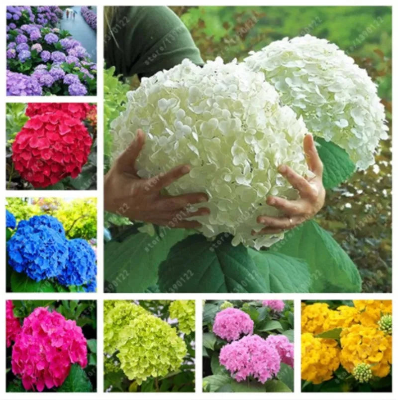20 SEEDS for MIXED COLORS HYDRANGEA RARE red blue purple flower plant USA Seller Hydrangea