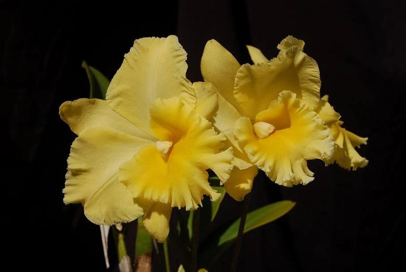 Hsinying Pachi Pachi Orchid Seedling Orchids