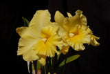 Hsinying Pachi Pachi Orchid Seedling Orchids