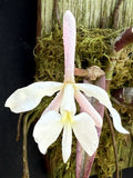 Classic Mexicano - Epidendrum falcatum Orchids