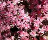 SEDUM SPANISH STONECROP Sedum Hispanicum - 200 Bulk Seeds Garden Plants
