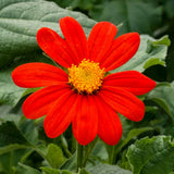 Mexican Sunflower (Tithonia), 50 Seeds Per Packet, Non-GMO Sunflower