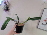 Cattleya Amazing Thailand Rainbow Exact Plant Division Orchids