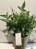 Threshold Tabletop Decor Faux Jasmine in wicker pot Green Plant