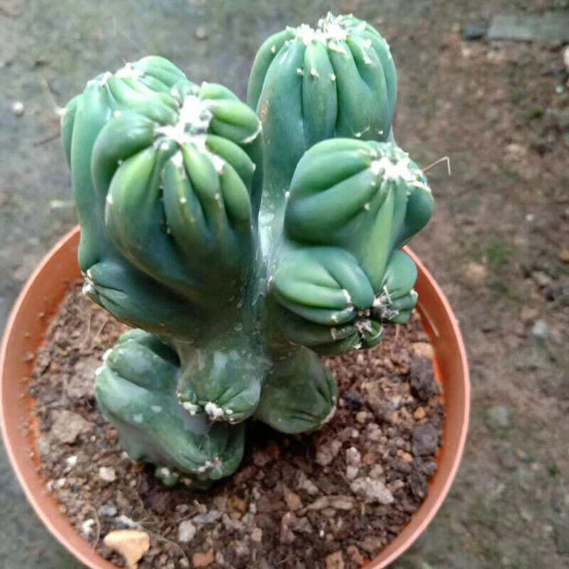 Potted cactus succulent plant in terracotta pot with fleshy green lobed stems