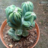 cactus Succulent plants potted Garden Bonsai beautiful Plants 10-13cm Garden Plants