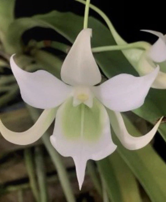 White pendant orchid flowers with green leaves