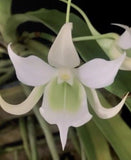 Sobennikoffia robusta - Fragrant Orchid Species - White Pendant Flowers Orchids