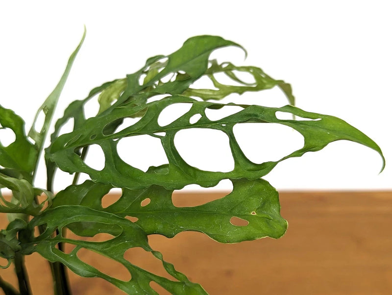 Monstera Obliqua Peru,to Orchids