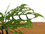 Monstera Obliqua Peru,to Orchids