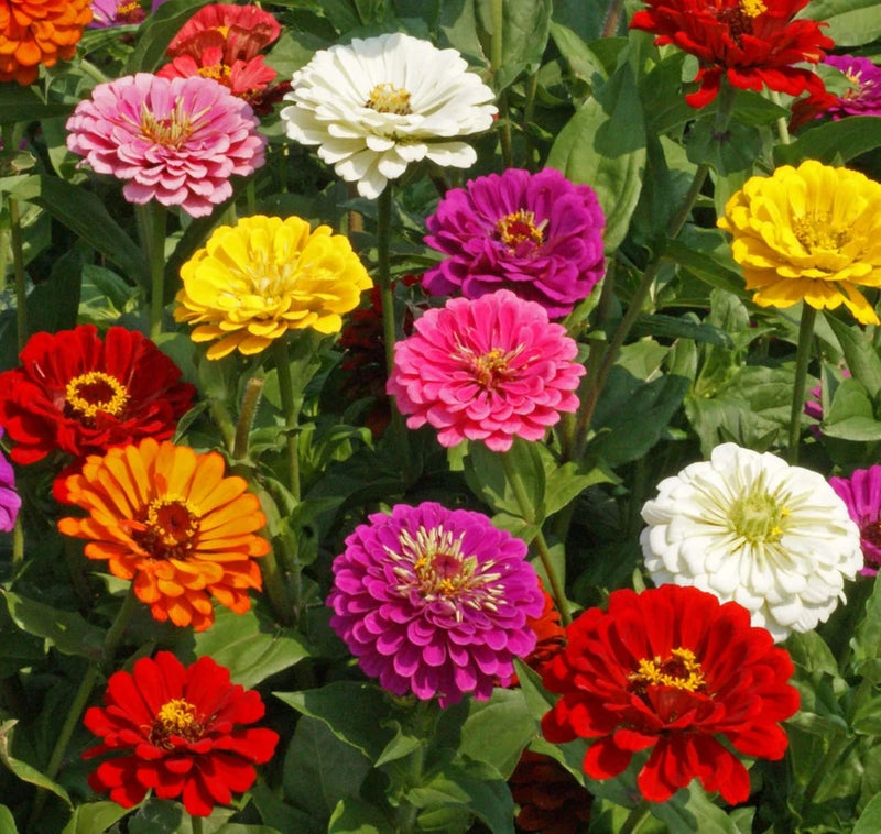 Zinnia California Giant Mix Nice Garden Flower by  Bulk 1 OZ Seeds Garden Plants