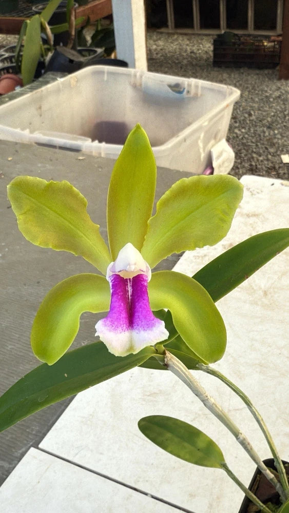 Potted green and purple orchid with broad leaves and white-purple bloom